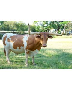 Texanisches Langhorn Rind lebensgroß