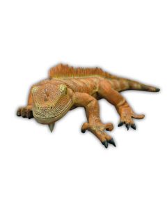 Leguan Orange lebensgroß
