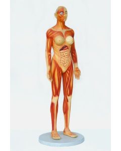 Anatomischer Körper Frau lebensgroß
