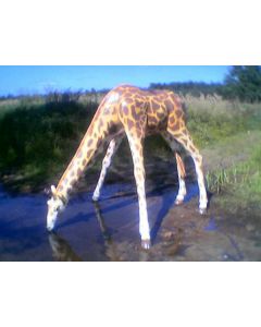 Giraffe trinkend lebensgroß