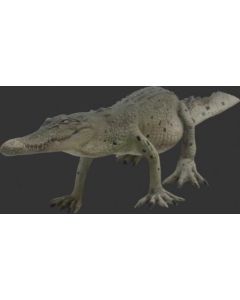 Kleines Krokodil laufend lebensgroß