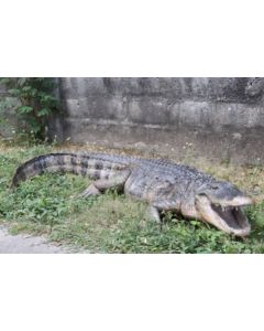 American Alligator lebensgroß