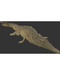Kleines Krokodil ausruhend lebensgroß