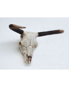 Bullenschädel lebensgroß