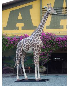 Giraffe groß lebensgroß