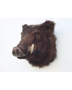 Wildschweinkopf lebensgroß