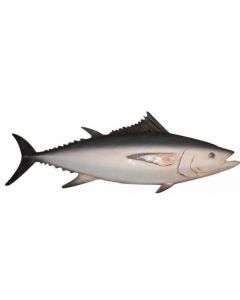 Tunfisch lebensgroß