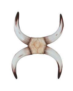 Stierhorn Weiß als Wanddeko lebensgroß