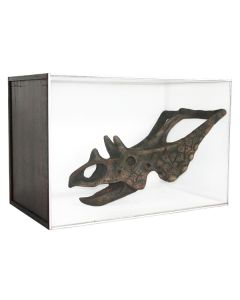 Dinosaurier Fossil Chasmosaurus in Schaukasten lebensgroß