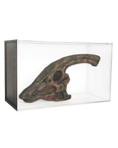 Dinosaurier Fossil Parasaurolophus in Schaukasten lebensgroß