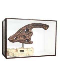 Dinosaurier Fossil Parasaurolophus auf Ständer in Schaukasten lebensgroß