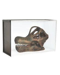 Dinosaurier Fossil Brachiosaurus in Schaukasten lebensgroß