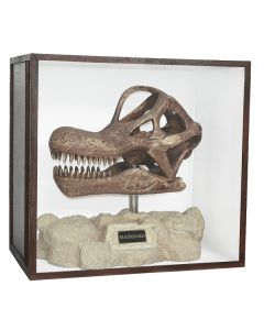 Dinosaurier Fossil Brachiosaurus auf Ständer in Schaukasten lebensgroß