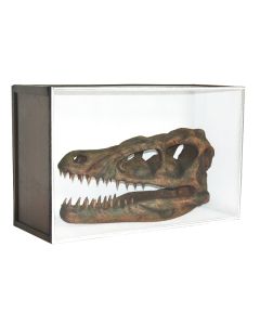 Dinosaurier Fossil Velociraptor in Schaukasten lebensgroß