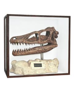 Dinosaurier Fossil Velociraptor auf Ständer in Schaukasten lebensgroß