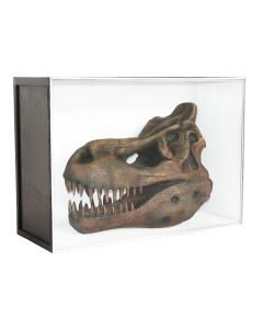 Dinosaurier Fossil Tyrannosaurus in Schaukasten lebensgroß