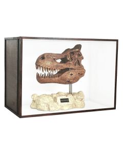 Dinosaurier Fossil Tyrannosaurus auf Ständer in Schaukasten lebensgroß
