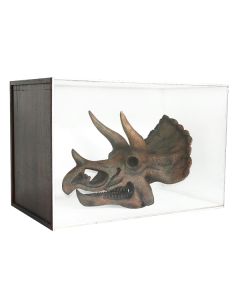 Dinosaurier Fossil Triceratop in Schaukasten lebensgroß