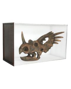 Dinosaurier Fossil Styracosaurus in Schaukasten lebensgroß