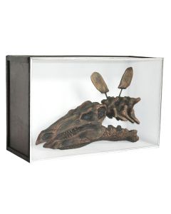 Dinosaurier Fossil Stegosaurus in Schaukasten lebensgroß
