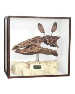 Dinosaurier Fossil Stegosaurus auf Ständer in Schaukasten lebensgroß