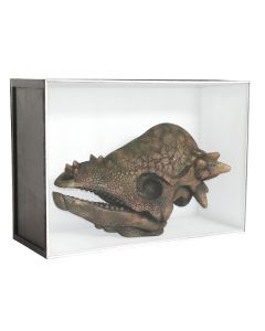 Dinosaurier Fossil Pachycephalosaurus in Schaukasten lebensgroß