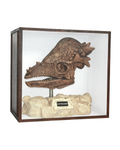 Dinosaurier Fossil Pachycephalosaurus auf Ständer in Schaukasten lebensgroß
