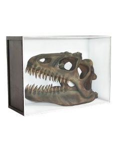 Dinosaurier Fossil Allosaurus in Schaukasten lebensgroß