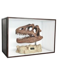 Dinosaurier Fossil Allosaurus auf Ständer in Schaukasten lebensgroß