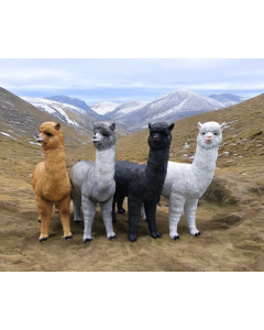 lebensgroßes Alpaca lebensgroß