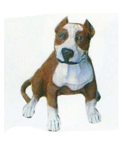 Pitbull Kampfhund braun weiß lebensgroß
