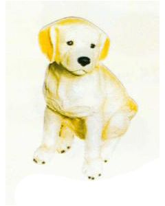 Golden Retriever Welpen sitzend lebensgroß