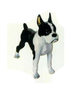 Boston Terrier stehend schwarz weiß lebensgroß