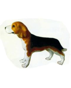 Beagle stehend lebensgroß