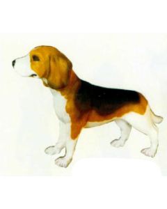Beagle gefleckt lebensgroß