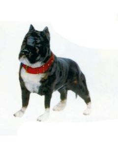 Pitbull Terrier Kampfhund schwarz weiß lebensgroß