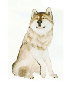 Husky sitzend lebensgroß