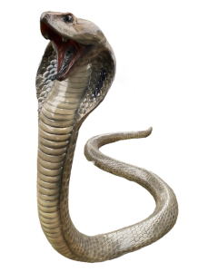Cobra XXL übergroß XXL