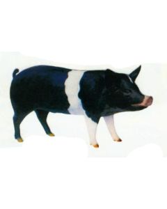 schwarzes stehendes Schwein lebensgroß