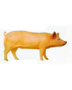 stehendes Schwein lebensgroß