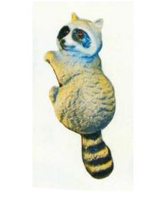 Waschbär hängend Kopf links lebensgroß