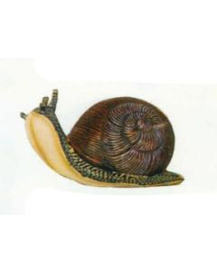 Große Schnecke verkleinert