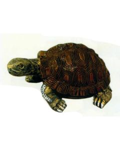 Schildkröte klein lebensgroß