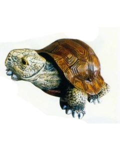 Galapagos Schildkröte klein lebensgroß