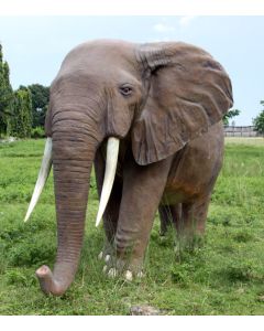 Afrikanischer Elefant lebensgroß