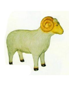 Widder lebensgroß