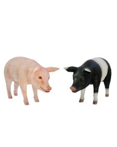 Schweine rosa und schwarzweiß stehend  lebensgroß