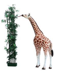 BabyGiraffe stehend und essend lebensgroß