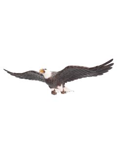 Weißköpfiger Adler fliegend lebensgroß