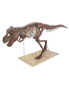 Dinosaurier Tyrannosaurus Skelett antik lebensgroß
